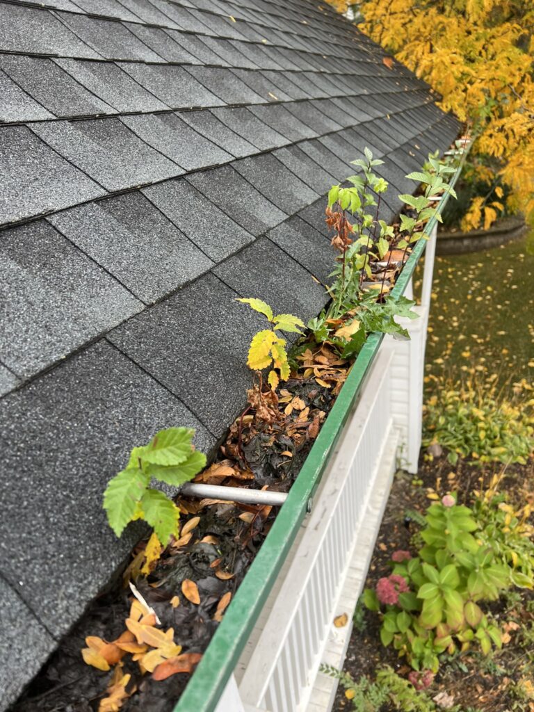 Eavestroughs clogged with leaves and plants before install in Burlington, ON